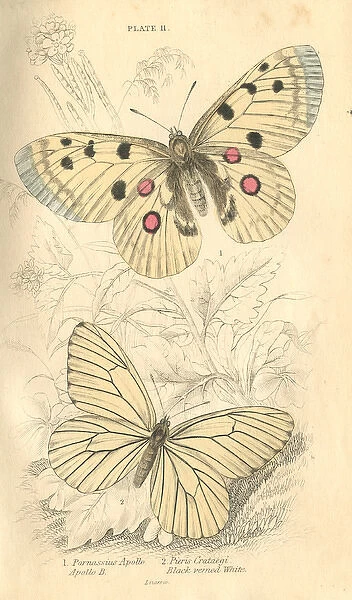 Apollo Butterflies