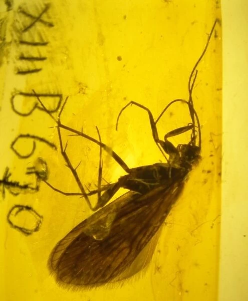 Caddis fly in amber