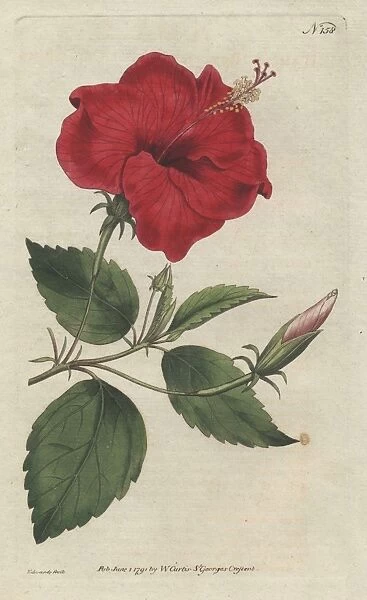 China-rose hibiscus, Hibiscus rosa sinensis