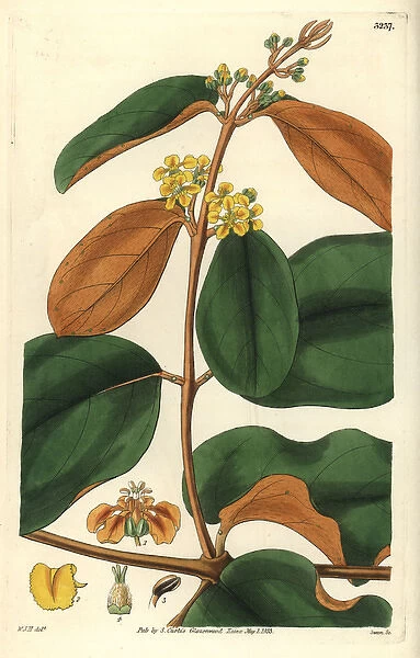 Golden-leaved chrysophylla, Heteropteris chrysophylla