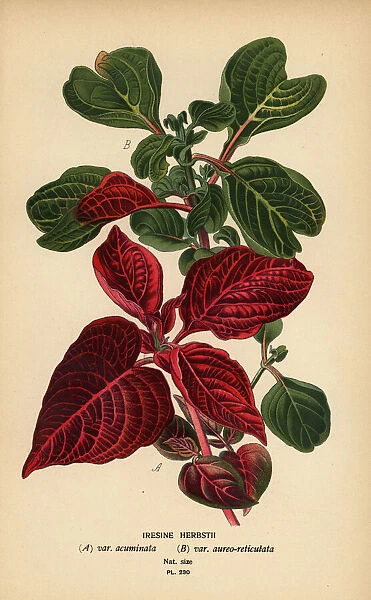 Herbsts bloodleaf varieties, Iresine herbstii
