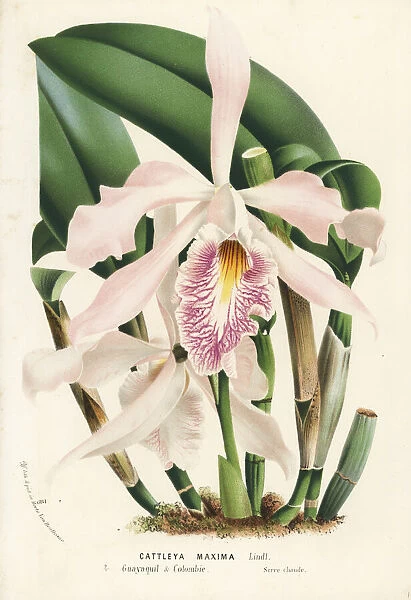 Largest cattleya orchid or peekaboo orchid, Cattleya maxima