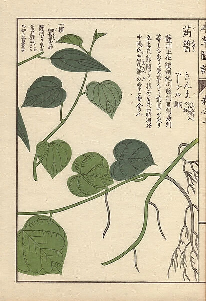 Leaves and stems of Japanese pepper, Piper futo-kadzura Sieb