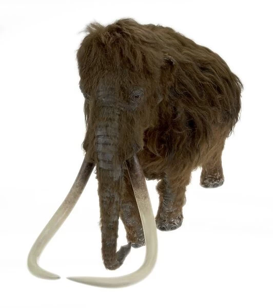 Model of the Ilford Mammoth