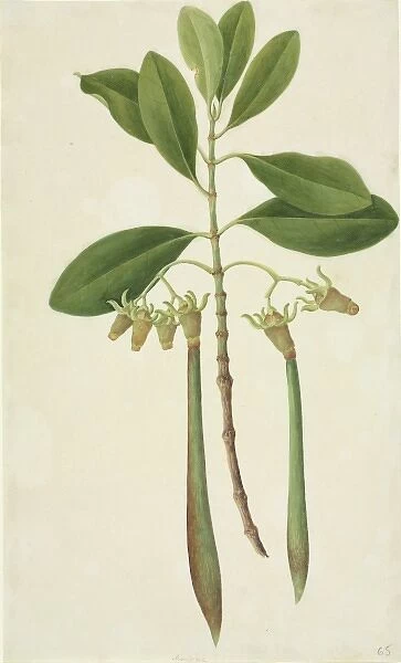 Rhizophora sp. mangrove tree