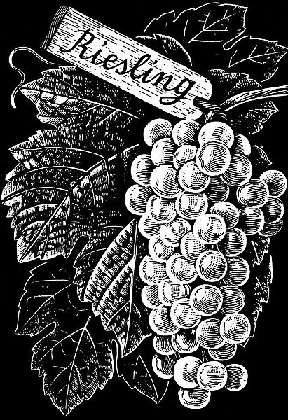 Riesling. An engraving of riesling grapes. Date: 1930