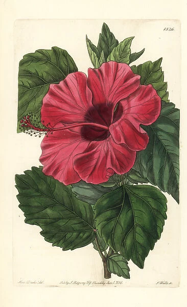Single-flowered Chinese rose mallow, Hibiscus rosa-sinensis