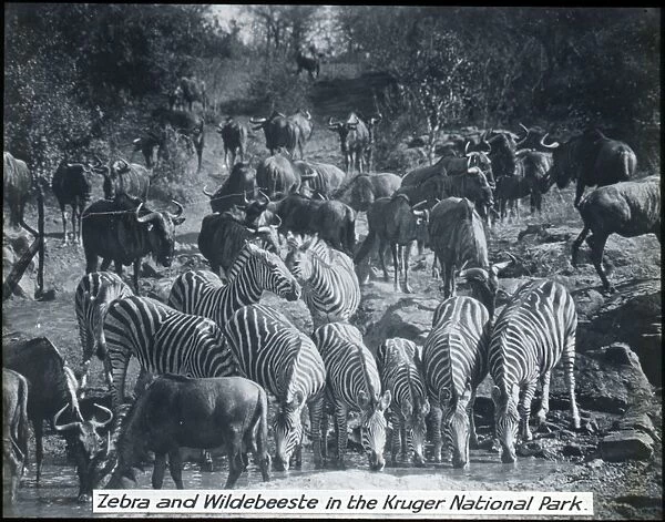 South Africa - Zebra & Wildebeeste, Kruger National Park