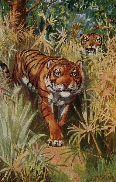 Tiger. Thetiger(Panthera tigris) is the largestcat species