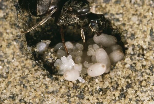 Black Ant At nest with eggs & Larvae, Europe