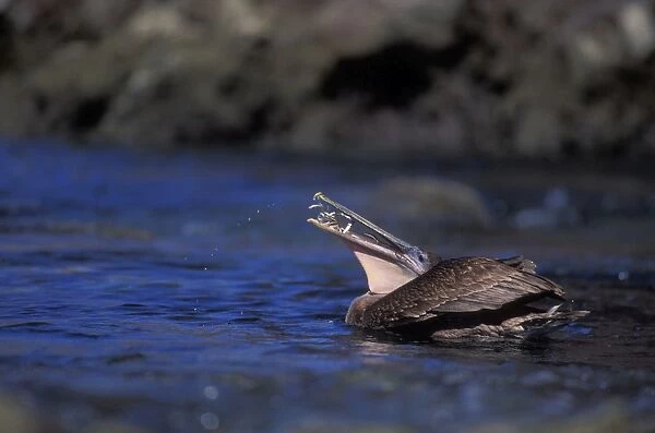 Brown Pelican - feeding on fish on Sea of Cortez, Dives from the air after prey capturing fish in its pouch. Mexico