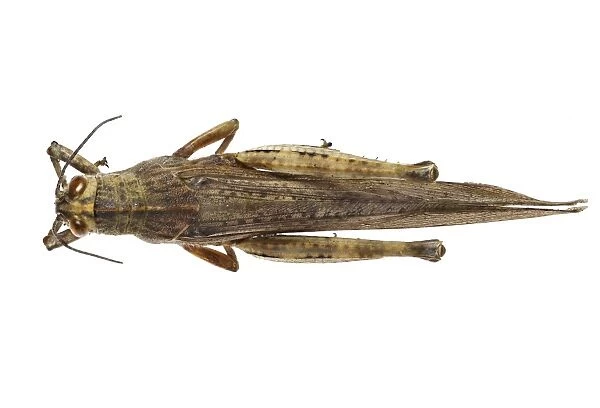 Egyptian locust C016  /  2077