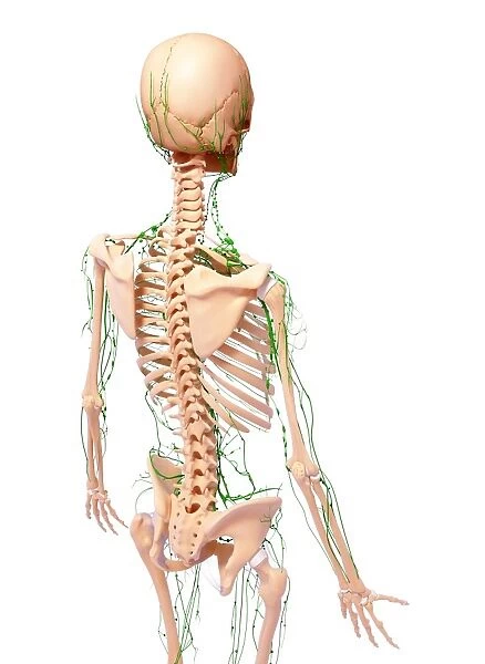 Human lymphatic system, artwork F007  /  4895