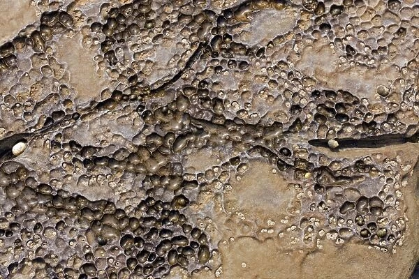 Patterns in dolostone coastal rocks C017  /  8489