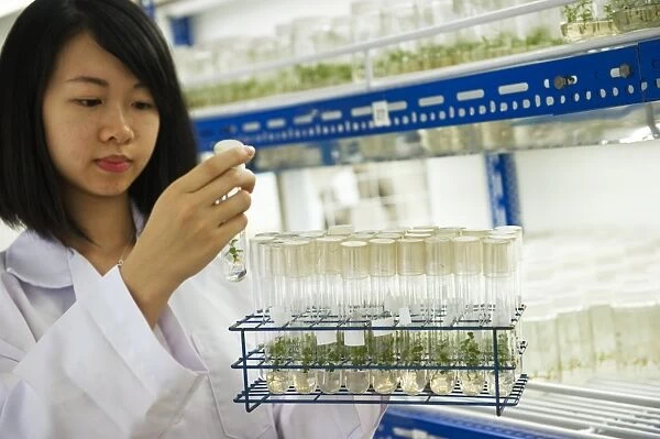 Plant researcher, Malaysia C013  /  4598