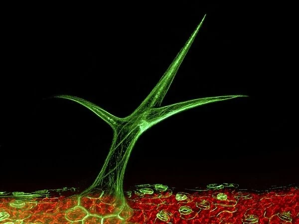 Plant trichome, fluorescent micrograph
