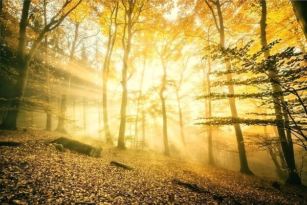 Otherworldly golden light rays permeating dense mist in a forest, Heidelberg area
