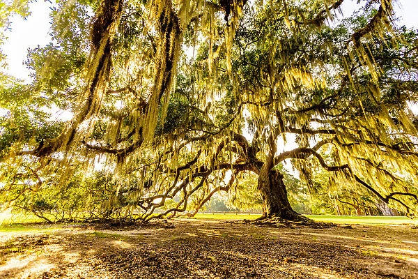 The Tree of Life in Audubon Park, New Orleans, Louisiana, United States of America