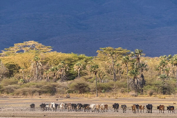 Africa, Tanzania, Northern part. A cattle herd heading home at Lake Eyasi