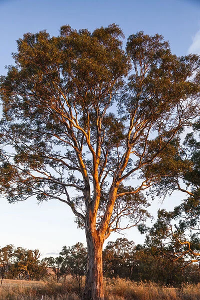 Australia, South Australia, Barossa Valley, Rowland Flat, gum trees at susnet