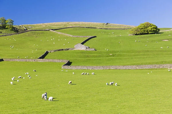 United Kingdom, England, North Yorkshire, Stainforth. Dry Stone Wall scenery