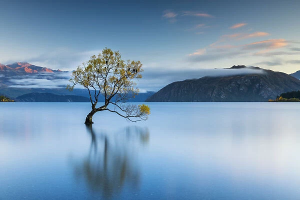 Wanaka Tree Reflections, Lake Wanaka, New Zealand