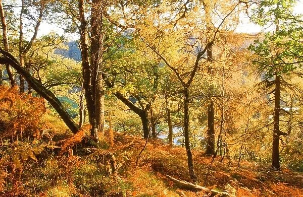 Autumn colours on the shores of Loch Tummel in Scotland
