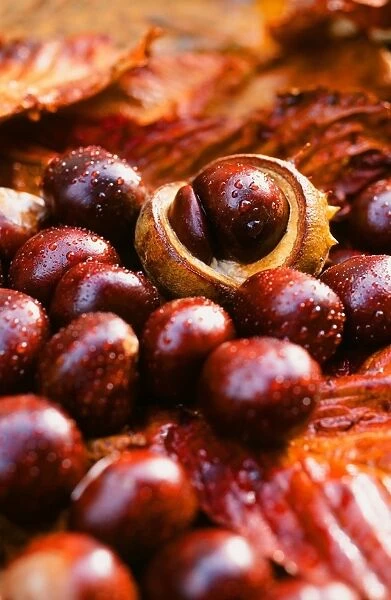 Horse chestnuts or conkers