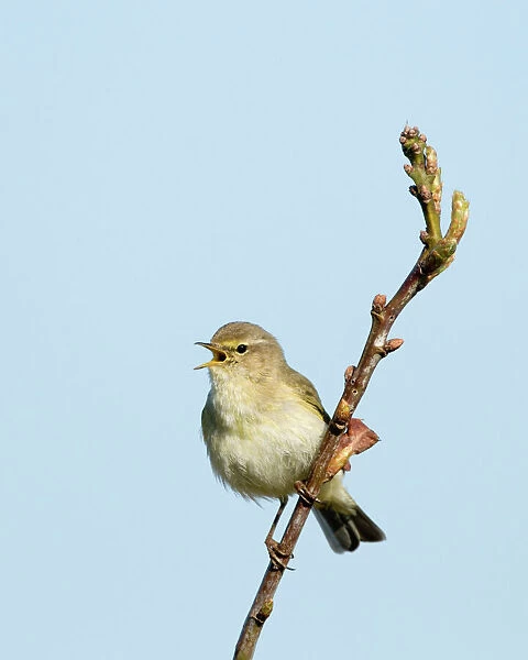 Chiffchaff Phylloscopus collybita in song Cley Norfolk April