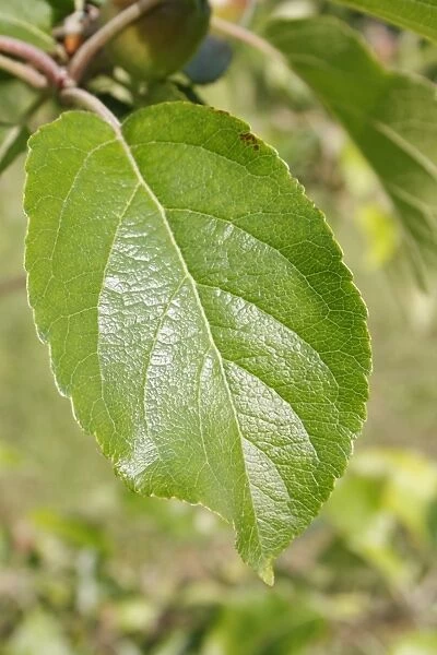 Cultivated Apple (Malus domestica) close-up of leaf, in garden, Suffolk, England, may