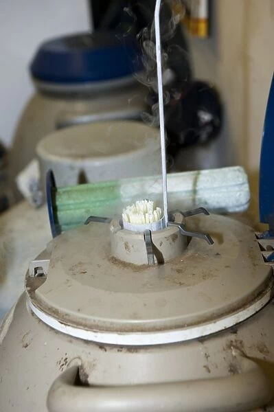 Dairy farming, farmer drawing semen straws from flask of liquid nitrogen to artificially inseminate dairy cow, England
