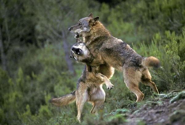 Iberian Wolf (Canis lupus signatus) two adult males, fighting, Iberian Wolf Recovery Centre, Portugal