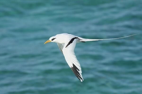 White-tailed Tropicbird (Phaethon lepturus) adult, in flight over sea, Cayman Islands