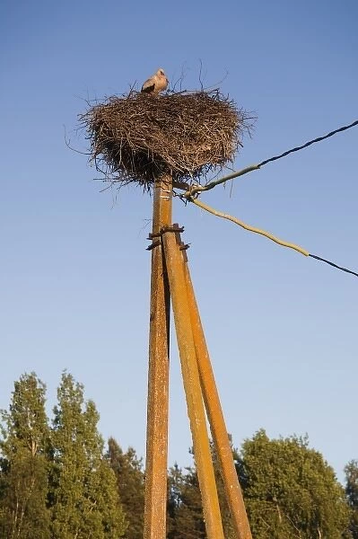 Estonia, Southwestern Estonia, Vorts Jarv lake area, Suislepa, stork nest, common