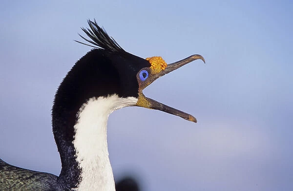 Imperial Shag or King Shag (Phalacrocorax atriceps albiventer) on the Falkland Islands