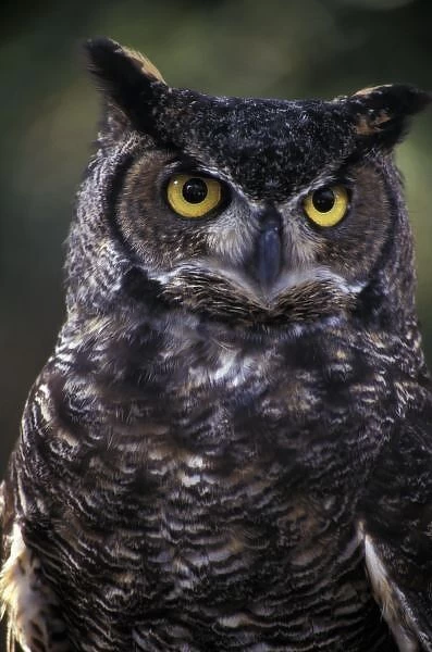 USA, Washington State, Seattle, Woodland Park Zoo. Great Horned Owl (Bubo virginianus)
