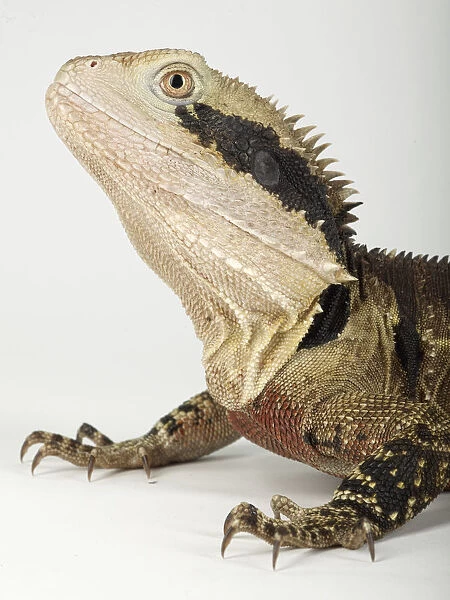Australian water dragon (physignathus lesueurii) against white background, close-up
