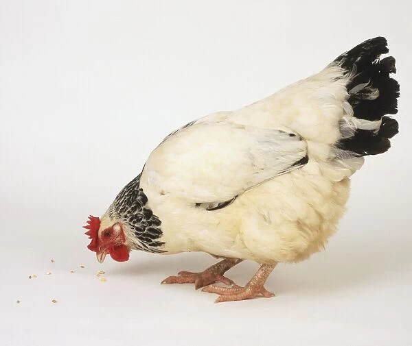 Black and white Hen (Gallus gallus) pecking at the ground, side view