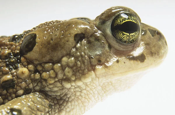 Close-up of European Green Toad (Bufo viridis)