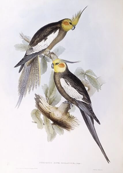 Cockatiel (Nymphicus hollandicus), Engraving by John Gould