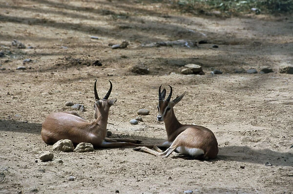 Dorcas Gazelles (Gazella dorcas) lying on arid soil in shade, Morocco