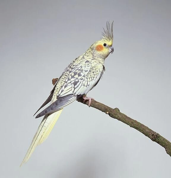 Male Cockatiel (Nymphicus hollandicus) perching on branch, side view