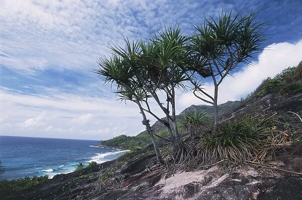 Seychelles, Silhouette Island, endemic pandanus (Pandanus aldabraensis) along the coast