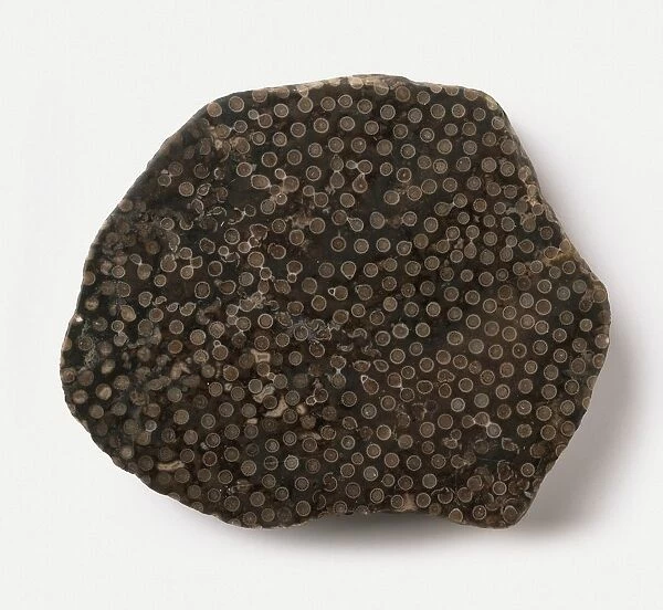 Siphonodendron (Rugose coral) with pitted surface, Carboniferous era