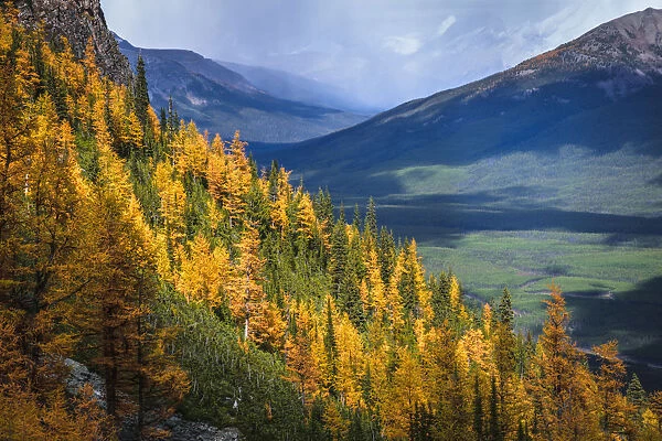 Autumn Colors In Rocky Mountains, Saddleback Pass, Banff National Park, Canada