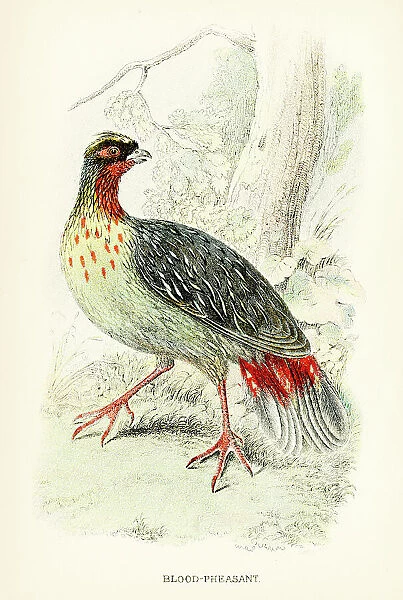 The blood pheasant engraving 1892