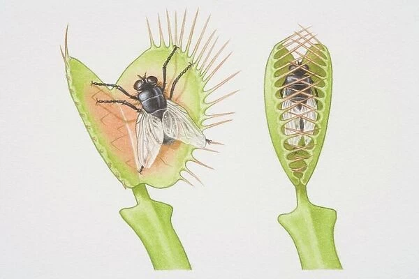 Dionaea muscipula, two Venus Fly Traps, one opening to catch fly and the other with fly trapped between closed lobes, front view