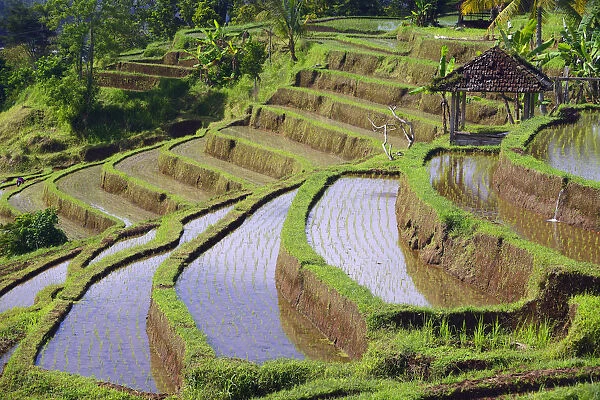 The famous rice terraces of Jatiluwih, Bali, Indonesia