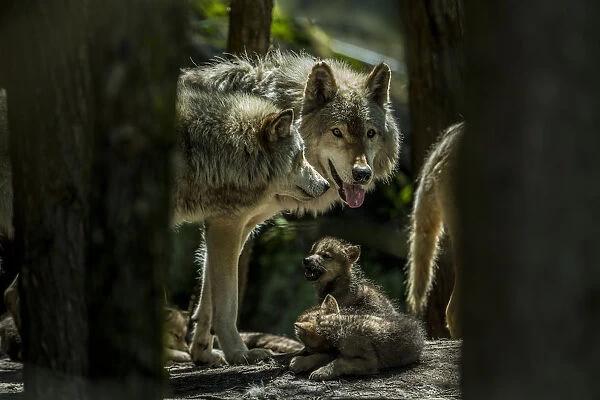 Gray Wolf Family