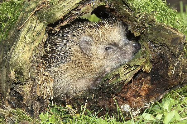 Hedgehog -Erinaceus europaeus- in old tree stump, Allgau, Bavaria, Germany